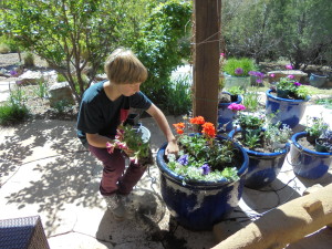 Henry planting the pots at the pergola posts.