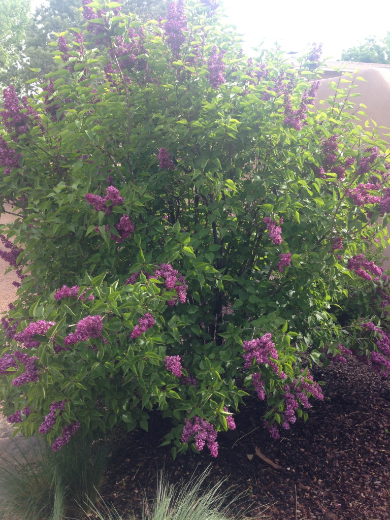 Lilacs Santa Fe Gardening Blog