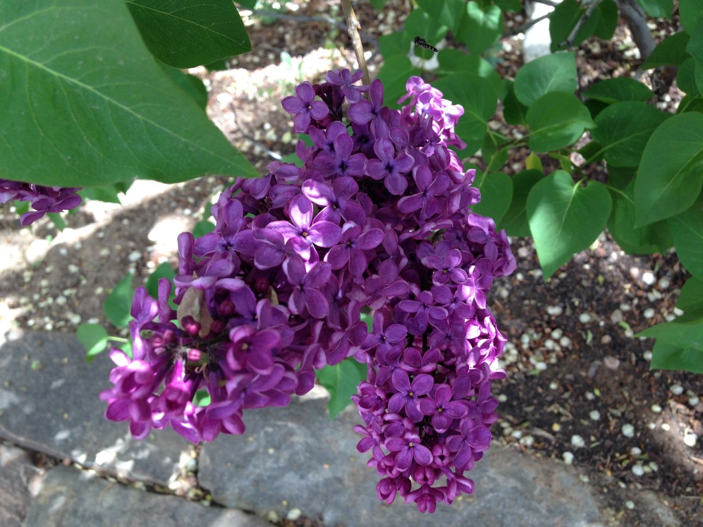 Lilacs Santa Fe Gardening Blog