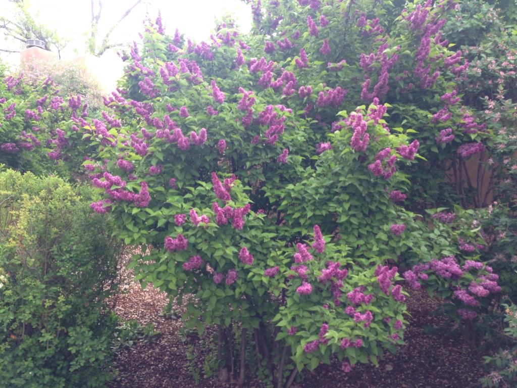 Lilacs Santa Fe Gardening Blog