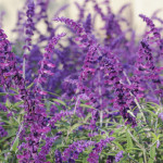 Purple Mexican Bush Sage, flower, perennial